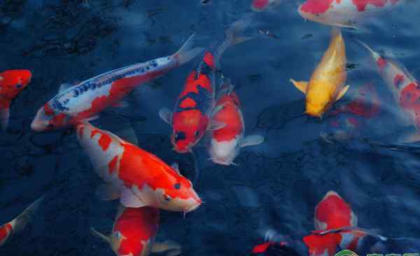 家養(yǎng)錦鯉自己會繁殖嗎 錦鯉的繁殖方法及魚苗培育技術