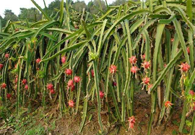 火龍果種植方法 經(jīng)驗之談：說說火龍果種植中，關(guān)于澆水的那些事！