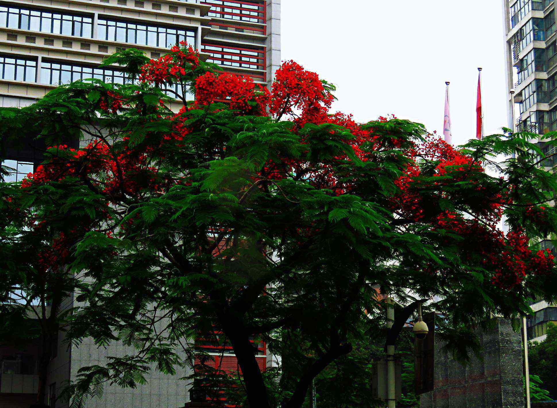 紅花楹 藍花楹與紅花楹