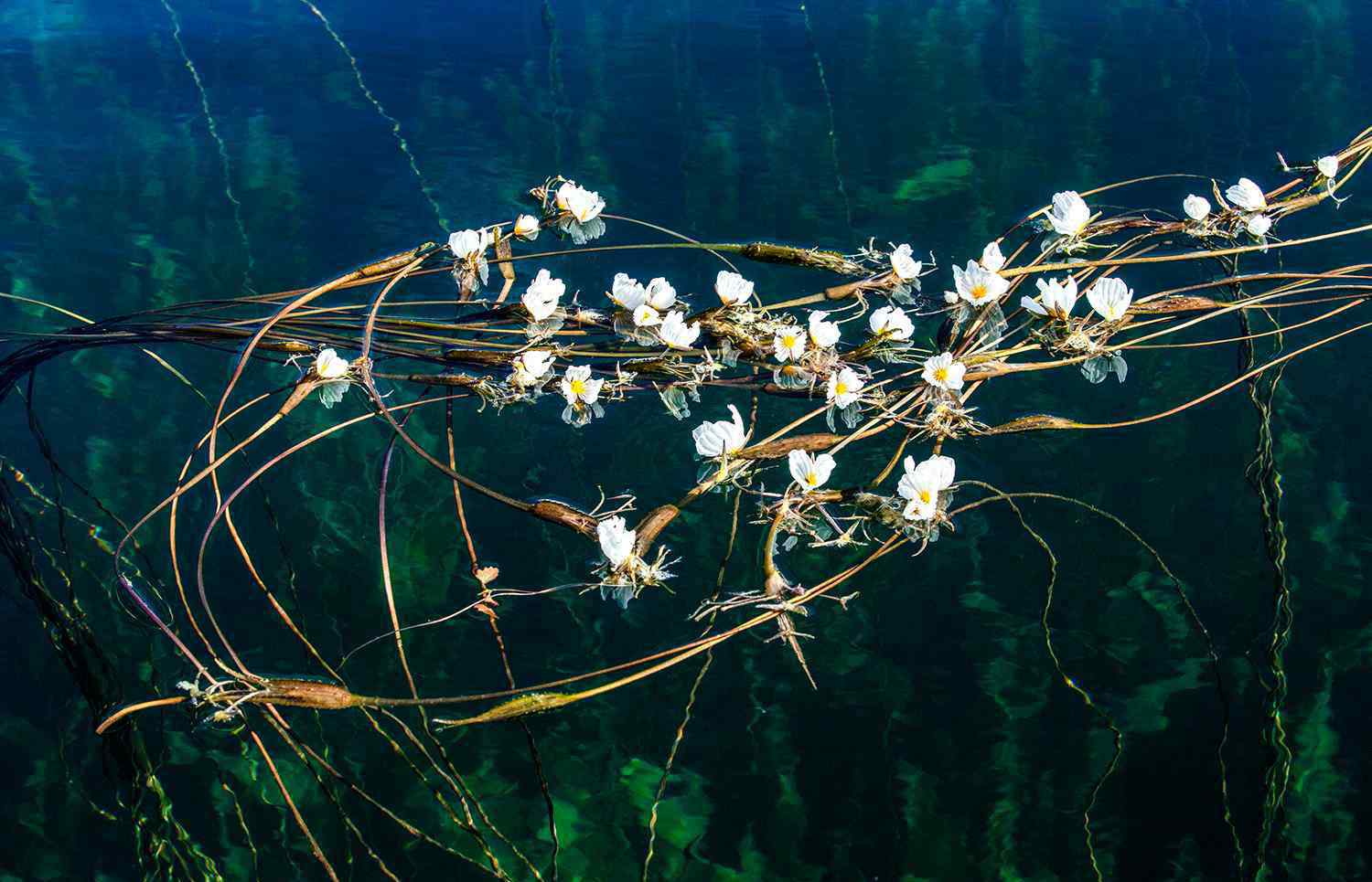 海藻花 海藻花兒開(kāi)