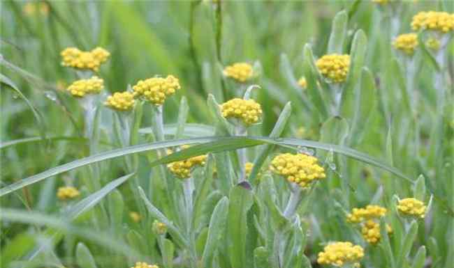 清明菜有哪些吃法 清明菜的種植方法