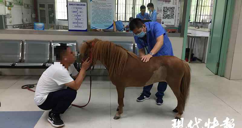 pony馬 “暴力梅” + 持續(xù)高溫，這匹昂貴的 Pony 馬熬不住了