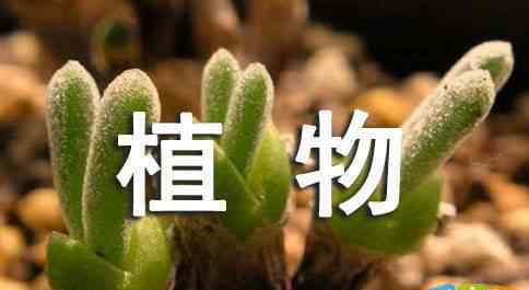 保護(hù)植物 保護(hù)植物的宣傳標(biāo)語(yǔ)