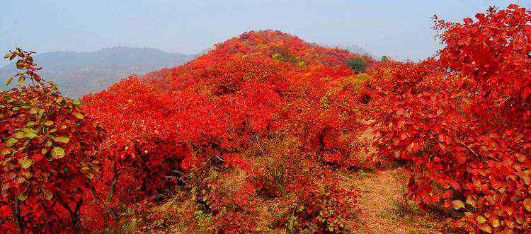 香山紅葉幾月份好看 香山紅葉幾月份好看，從9月下旬起至11月中旬！