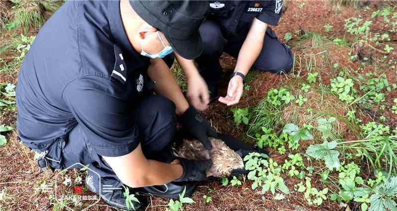 鵟 路邊蹲著一只鵟！警察蜀黍小心圍捕帶回，因?yàn)椤?></a></li><li><a href=