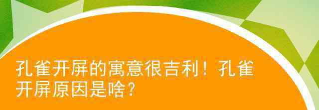 孔雀開屏是什么意思 孔雀開屏的寓意很吉利！孔雀開屏原因是啥？