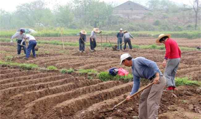 生姜種植技術(shù) 生姜的種植技術(shù)