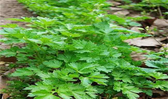 香芹 歐芹的種植方法