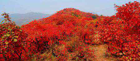 香山在哪里個(gè)城市 以紅葉著名的香山位于哪座城市，北京！