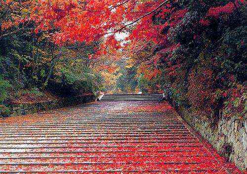 香山紅葉幾月份好看 香山紅葉幾月份好看，從9月下旬起至11月中旬！