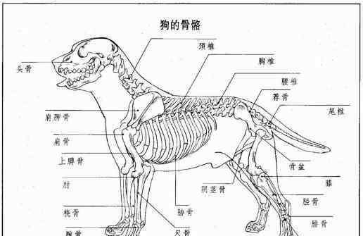 運(yùn)動(dòng)系統(tǒng)的組成 科普：狗狗運(yùn)動(dòng)系統(tǒng)的構(gòu)成，以及狗狗骨折后的治療方法！建議收藏