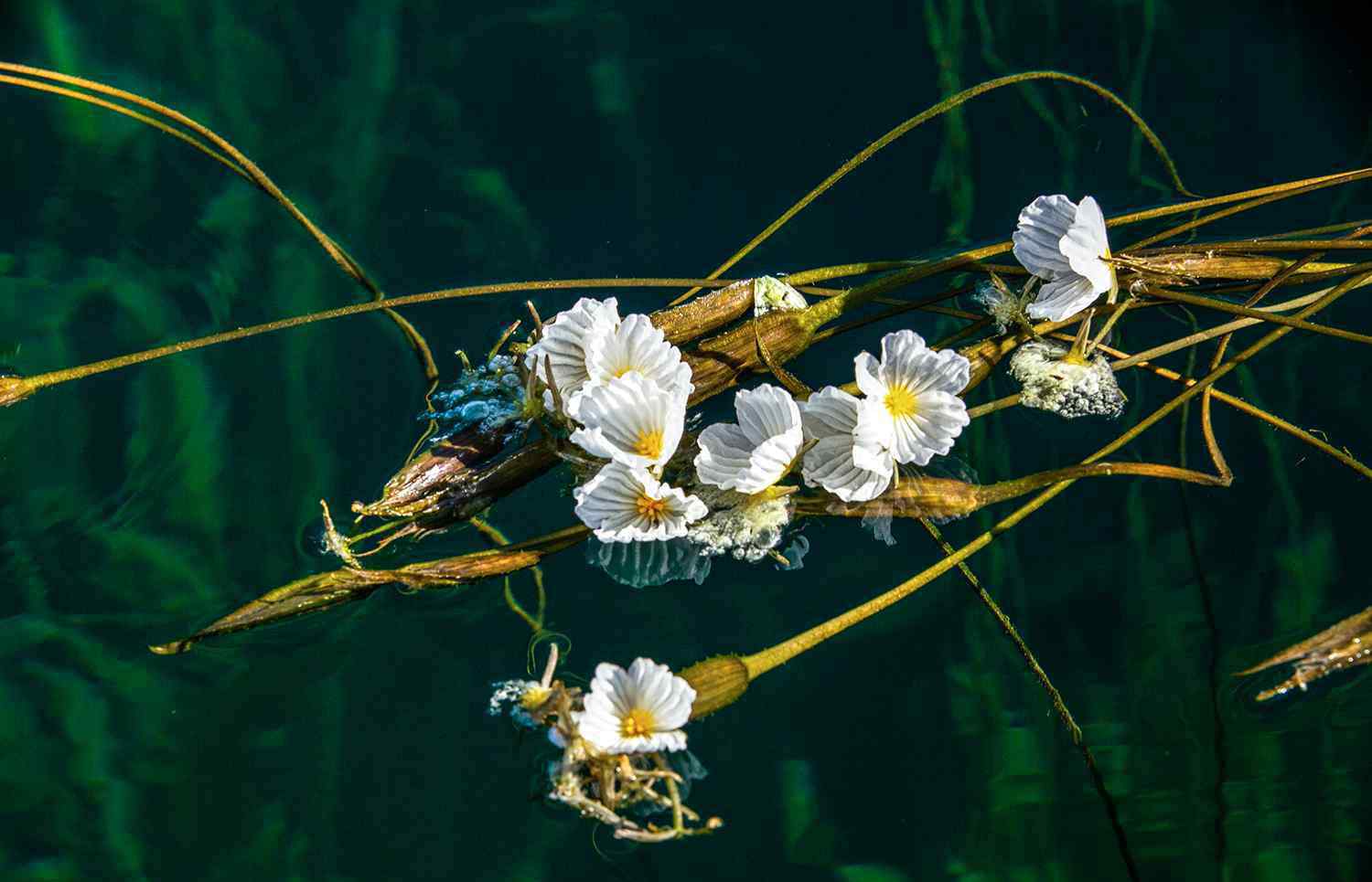 海藻花 海藻花兒開(kāi)