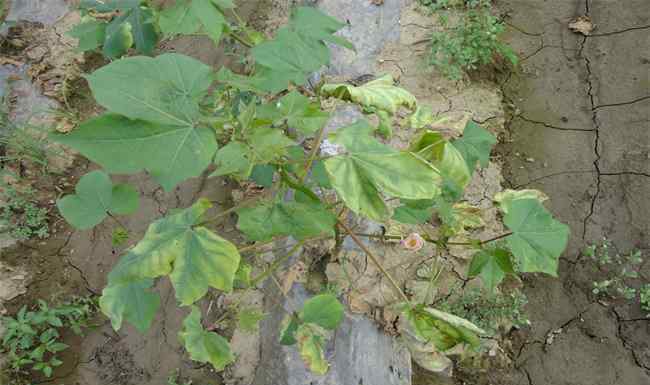 土豆是蔬菜嗎 土豆葉片發(fā)黃是怎么回事