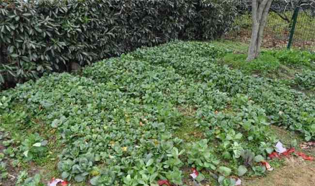 金花菜 金花菜的種植方法