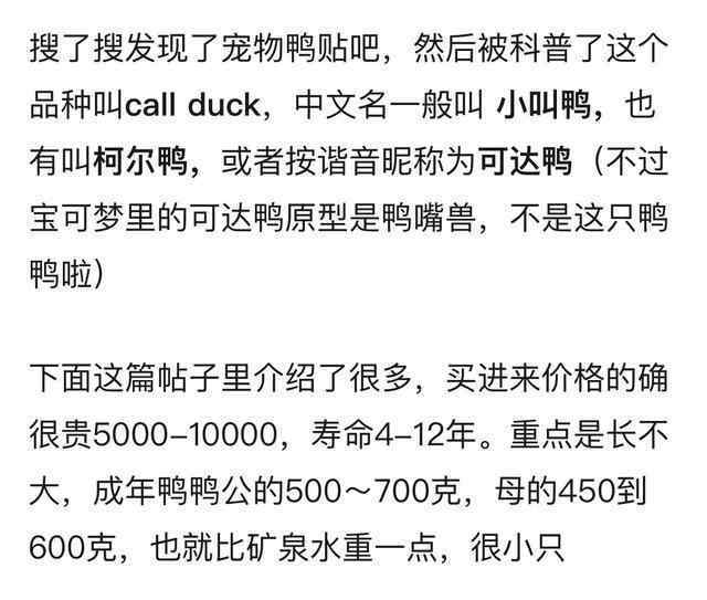 科爾鴨多少錢 王思聰買的鴨子模樣?jì)汕斡挚蓯?柯爾鴨是什么品種多少錢