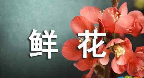 情人節(jié)鮮花 214情人節(jié)鮮花促銷標語廣告語