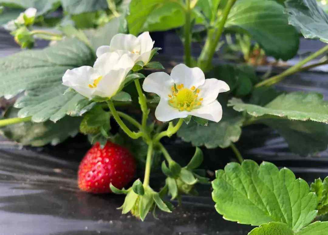 章姬 “紅顏”“章姬”“圣誕紅”…嘉定這里10余種的草莓，讓你挑花眼