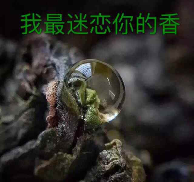 傳奇鐵觀音 鐵觀音傳奇電視劇