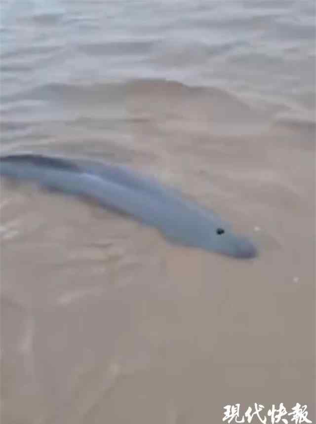 海豚擱淺 危急！3 只海豚在鹽城海邊擱淺