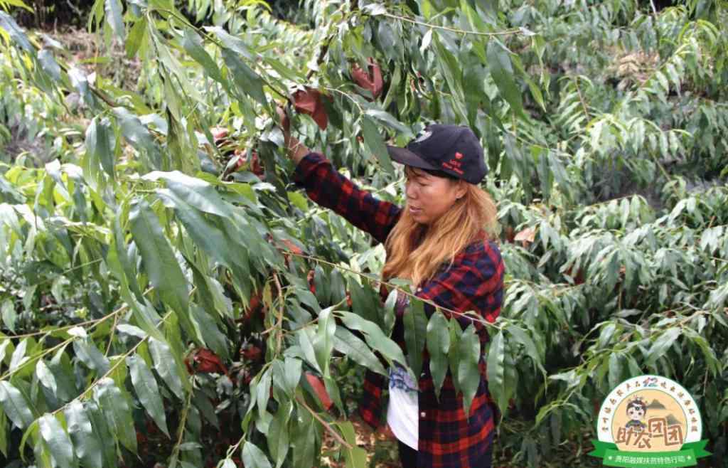 黃金蜜桃 助農(nóng)團團丨觀山湖區(qū)朱昌鎮(zhèn)趙官果蔬基地：黃金蜜桃釀就村民甜蜜生活