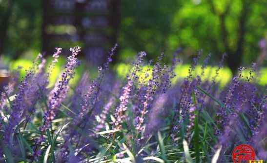 蘭花三七 植物園里"蘭花三七"魅力釋放 花開絢爛