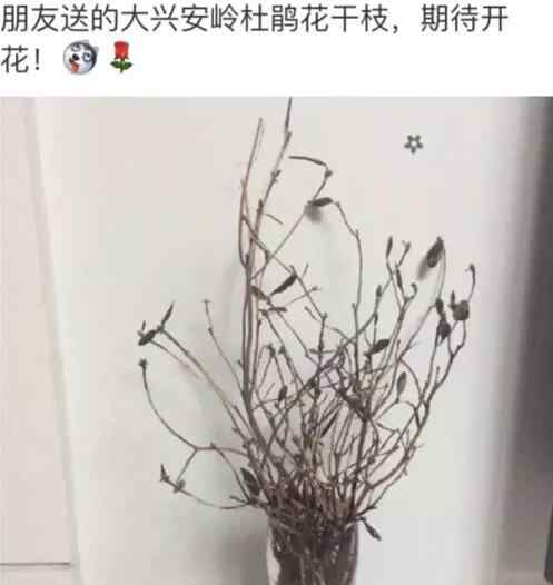 花干 死而復(fù)生花刷屏 能起死回生的大興安嶺杜鵑花干枝被稱逢春枯木