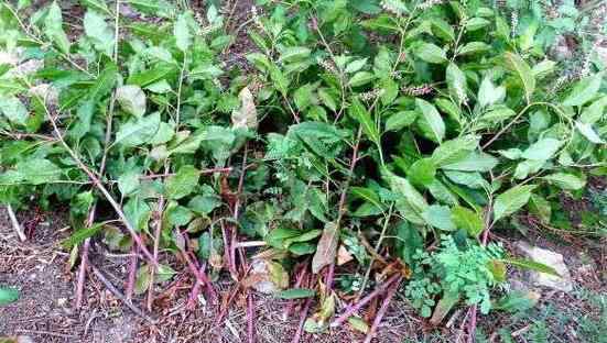 野天麻全株圖片 摘野菜住進(jìn)ICU  紫紅色根莖“野天麻草”學(xué)名商陸毒性強(qiáng)