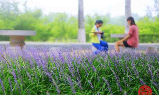 蘭花三七 植物園里"蘭花三七"魅力釋放 花開絢爛