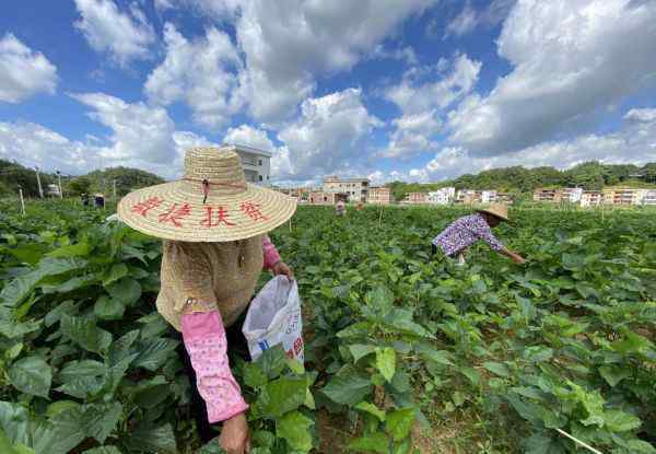 桑芽 小小桑芽菜撬動大產(chǎn)業(yè) 敏捷集團(tuán)走出“造血”扶貧之路