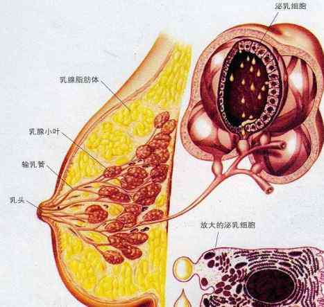 程莉莎年齡 程莉莎身高多少呢 與郭曉冬愛情路上經(jīng)歷磨難