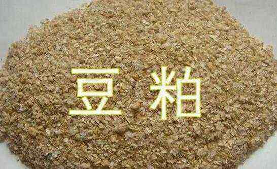 豆粕期貨分析 豆粕期貨價(jià)格 國(guó)內(nèi)粕類(lèi)期貨小幅振蕩