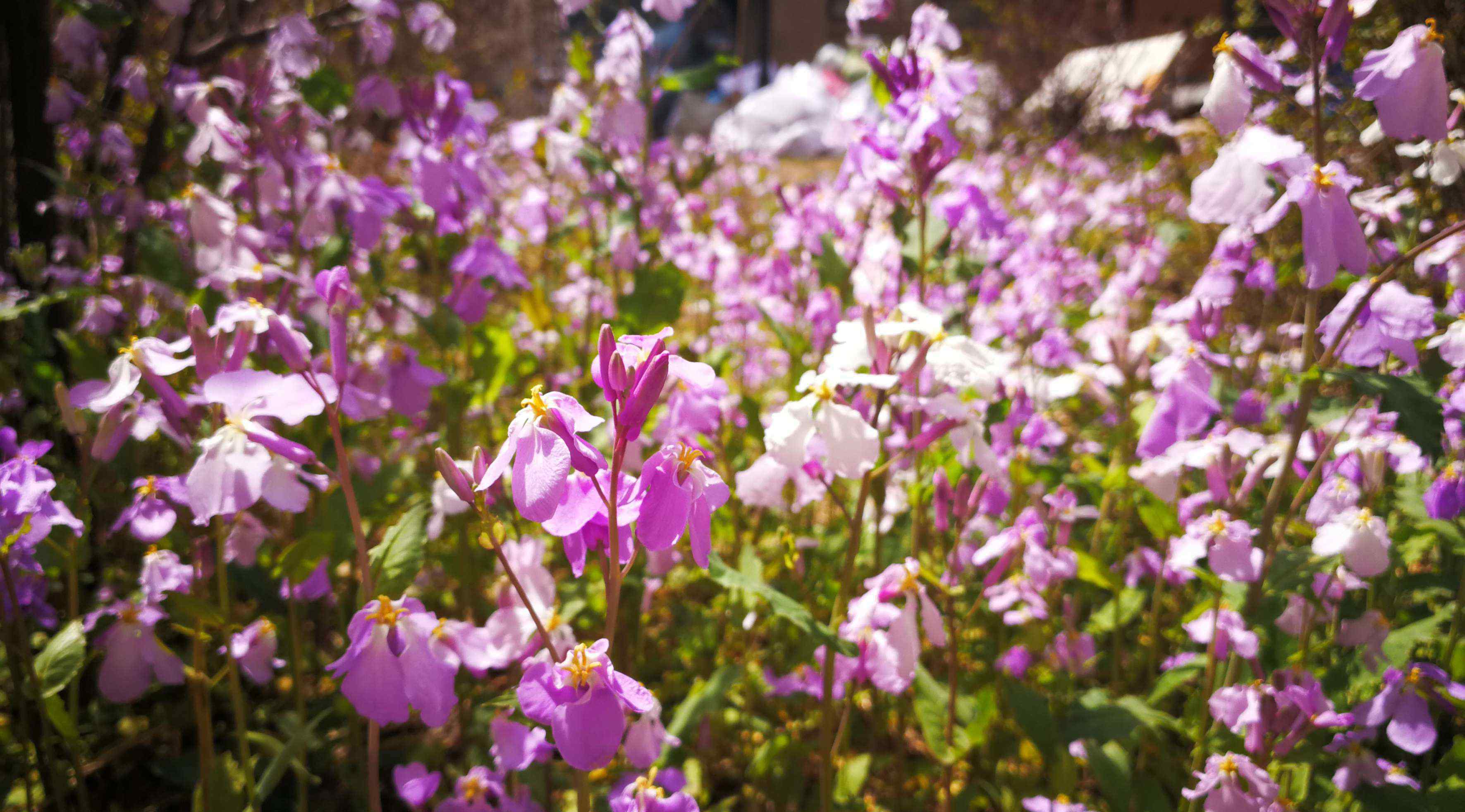 二月蘭花 二月蘭花