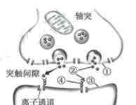 生物試題 2019江蘇高考生物試題及答案【word真題試卷】