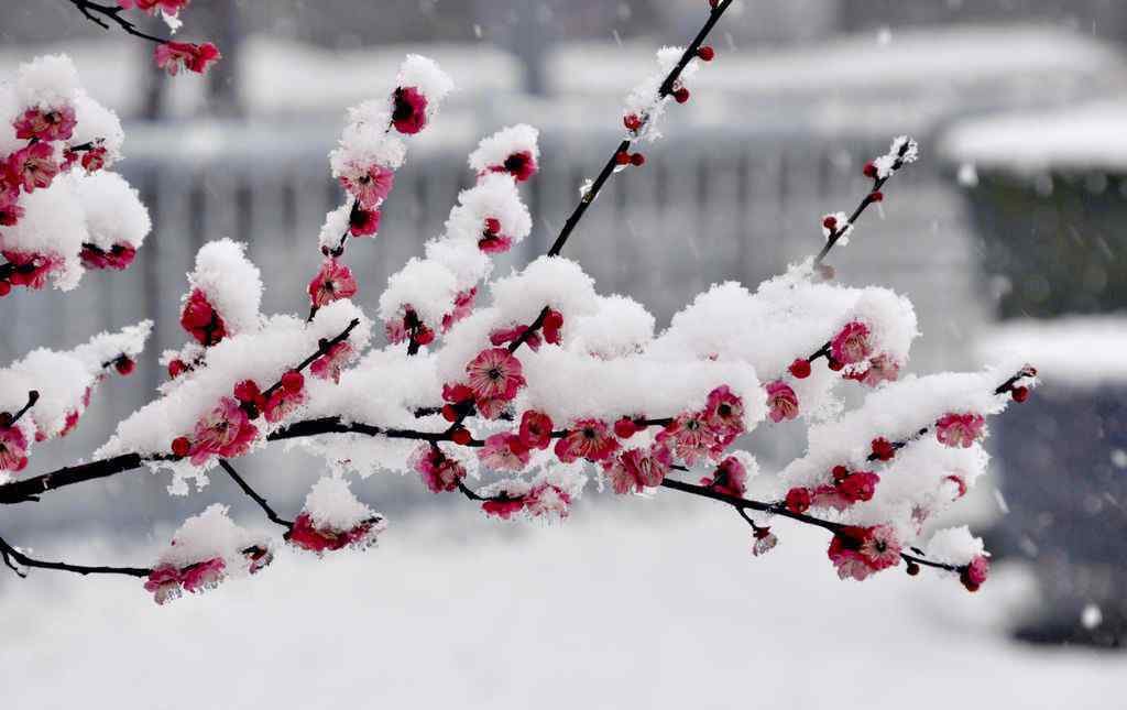 冬天開什么花 冬天開什么花 冬季開花花卉種類的推薦