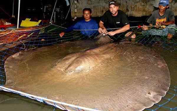 鄧氏魚vs巨齒鯊 海洋10大霸主動(dòng)物，巨齒鯊第十，鄧氏魚第五，巨型黃貂魚榜首