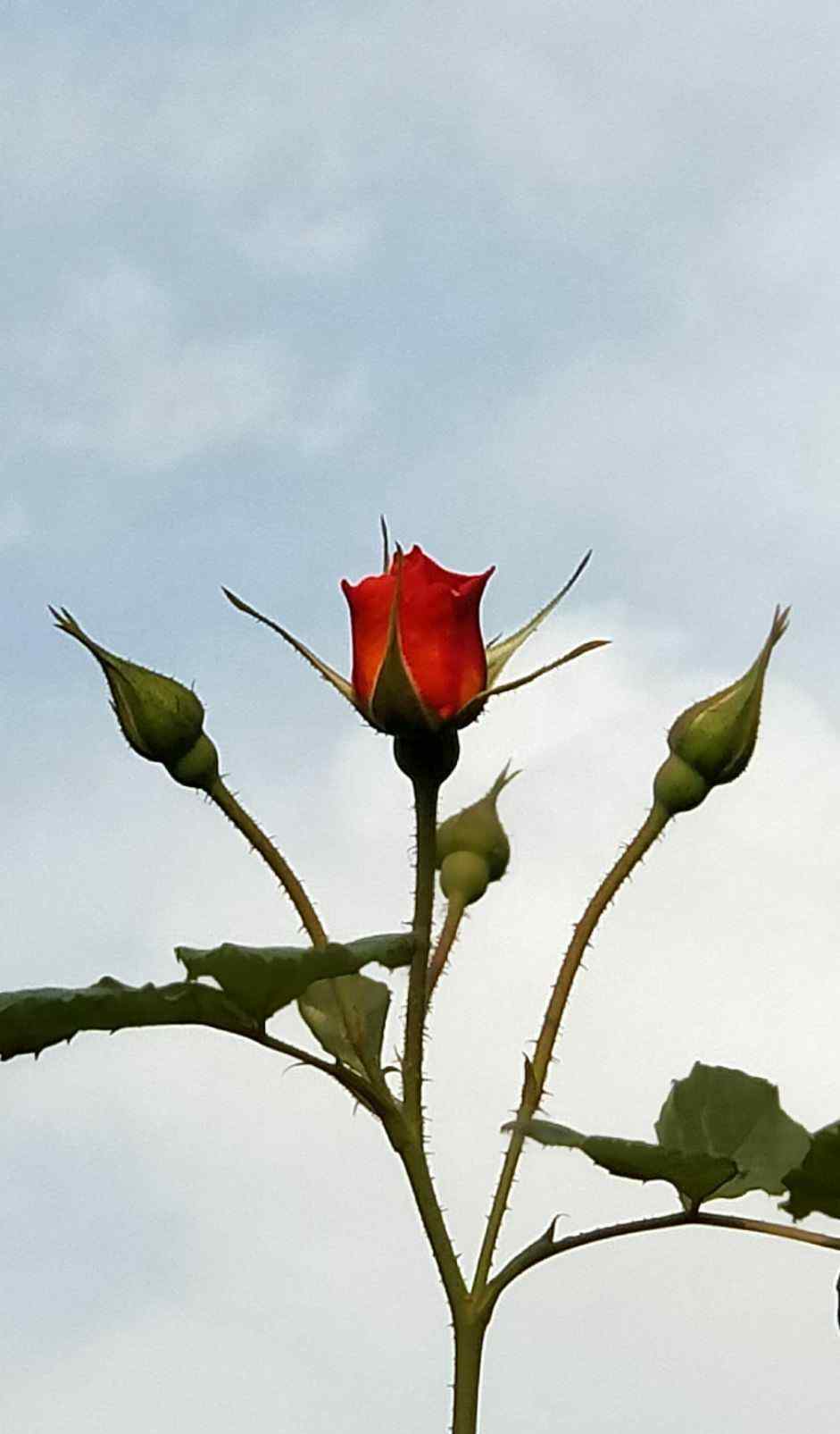 送你一朵玫瑰花 送你一朵玫瑰花！