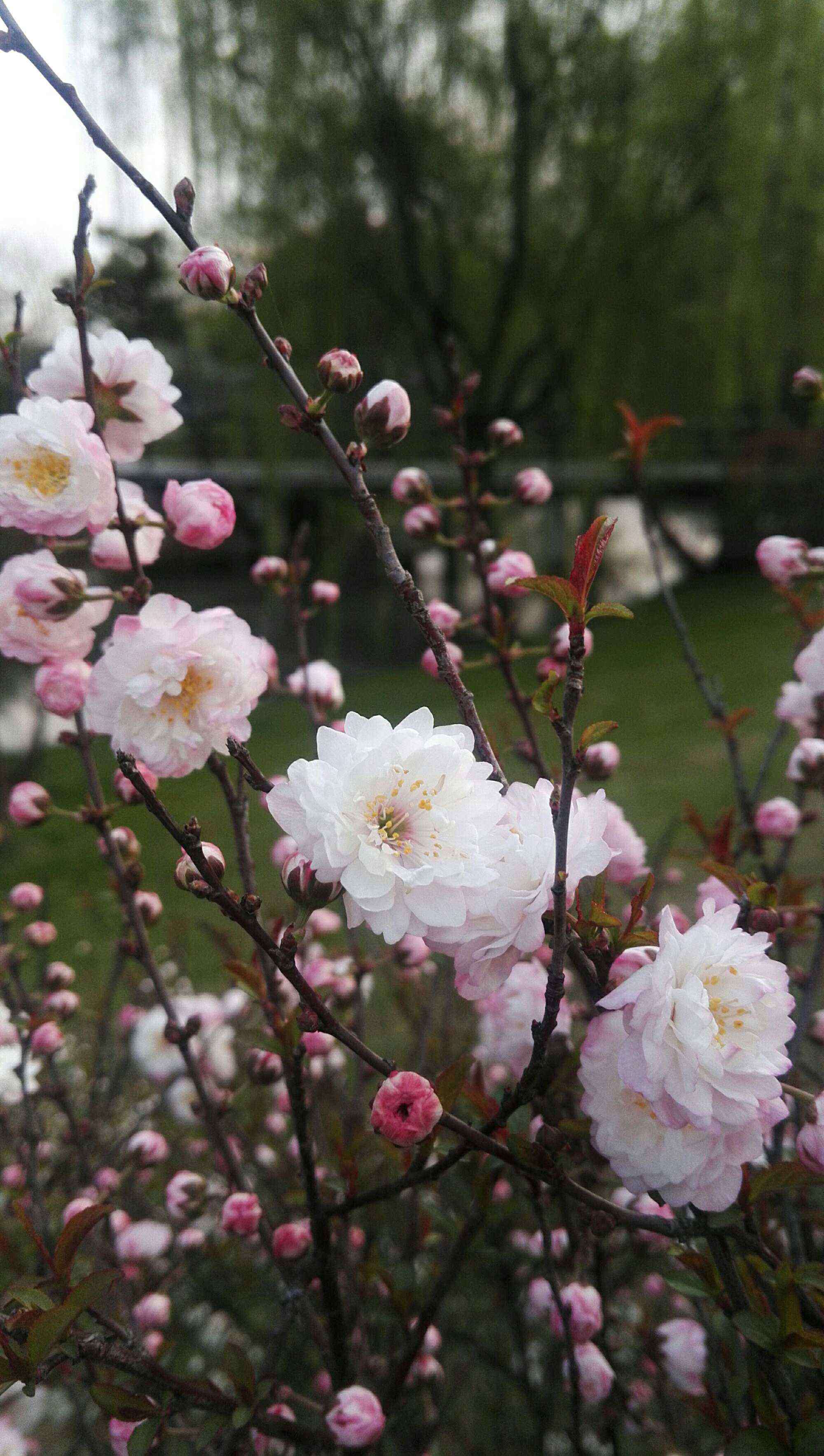 麥李 麥李花