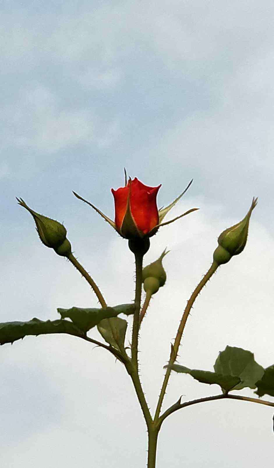 送你一朵玫瑰花 送你一朵玫瑰花！