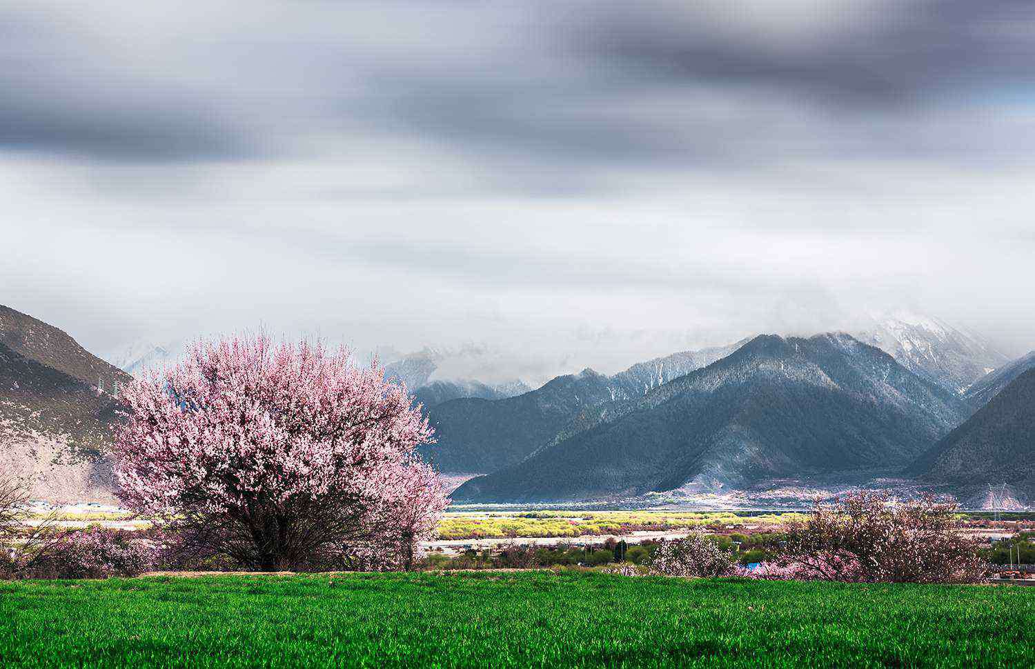 一路桃花 一 路 桃 花