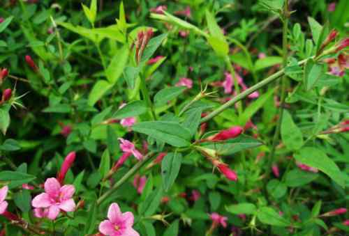 迎春花有幾種 迎春花幾月開 迎春花的品種有哪些