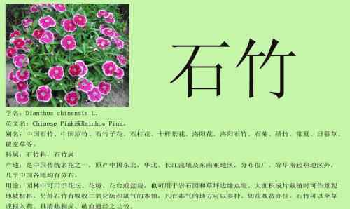 石竹花花語(yǔ) 石竹花花語(yǔ) 石竹花怎么養(yǎng)