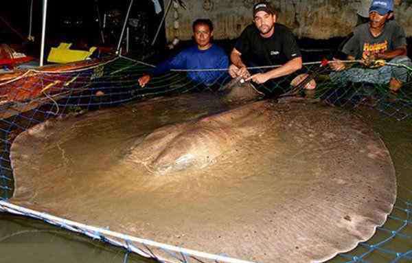 鄧氏魚vs巨齒鯊 海洋10大霸主動物，巨齒鯊第十，鄧氏魚第五，巨型黃貂魚榜首