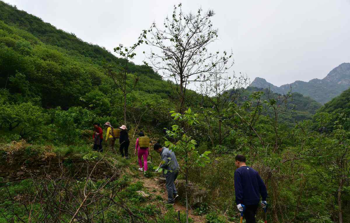 河南伏牛山 伏牛山采藥