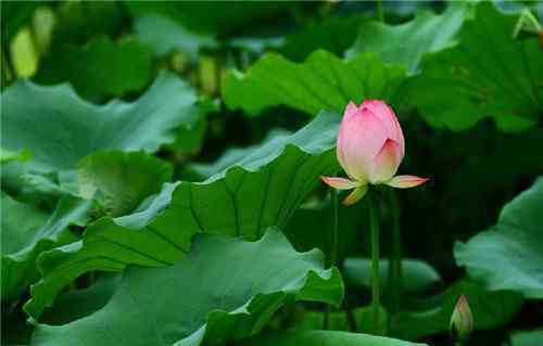 夏天的花有哪些 6月開哪些花 夏天開花的種類