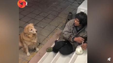 流浪大叔帶饅頭喂寵物店狗狗 暖心！真相是什么？