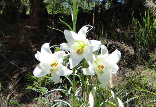 野百合花 野百合花的花期是什么時(shí)候 怎樣正確的食用百合