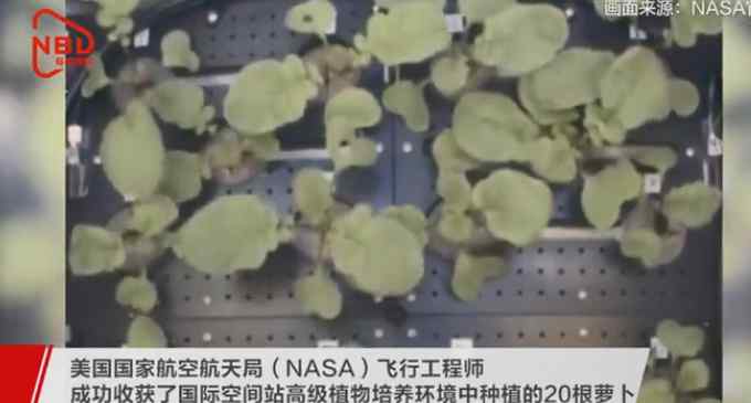 NASA收獲史上首批太空蘿卜 明年將送回地球 網(wǎng)友好奇：啥味兒??？