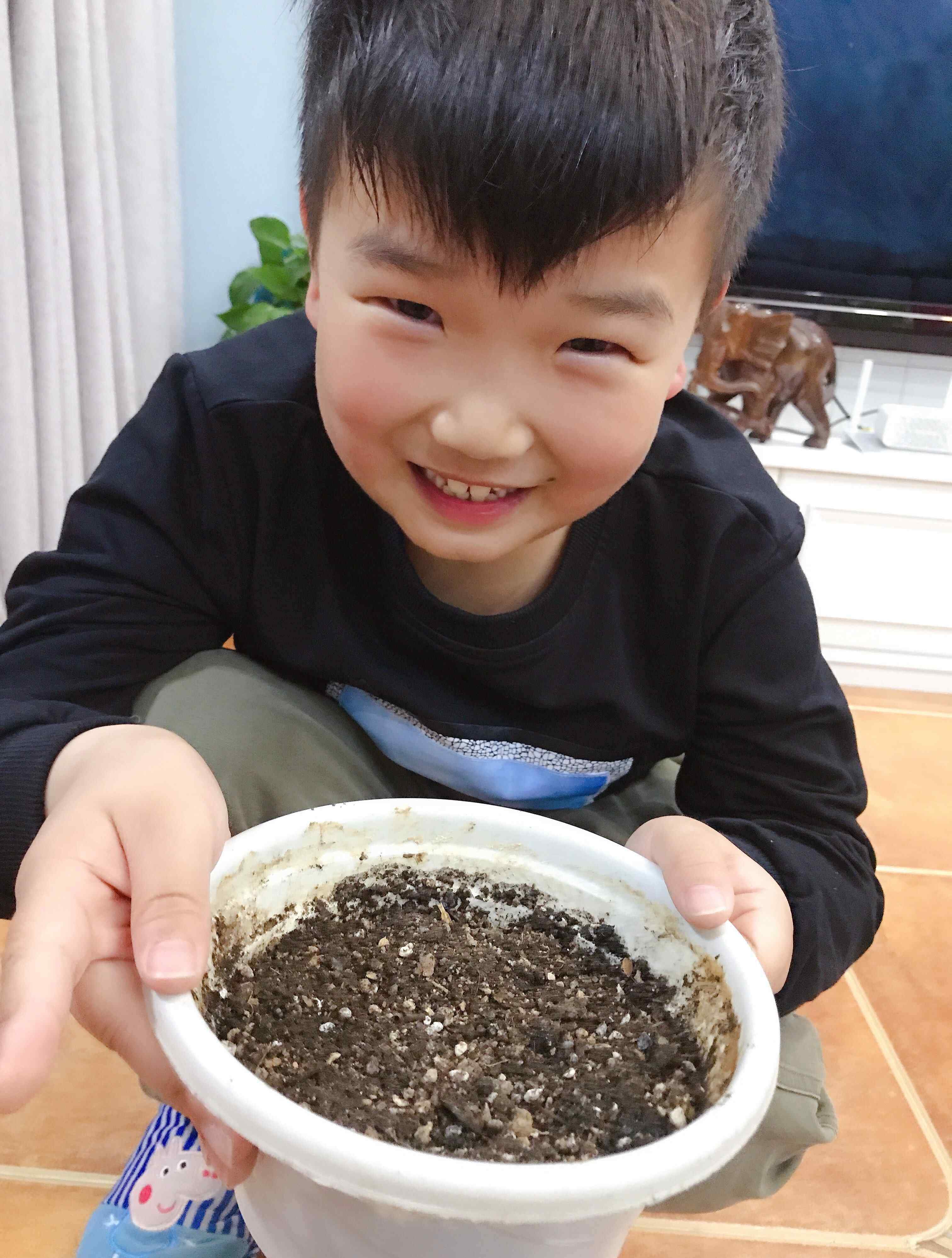 植物觀察記錄卡 我的植物觀察記錄