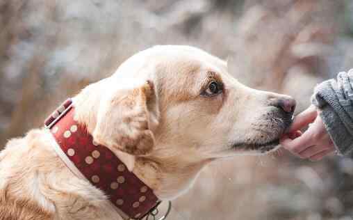 拉布拉多犬多少錢一只 溫順的拉布拉多犬價格多少錢一只？和金毛哪個好？7大馴養(yǎng)方法收藏好