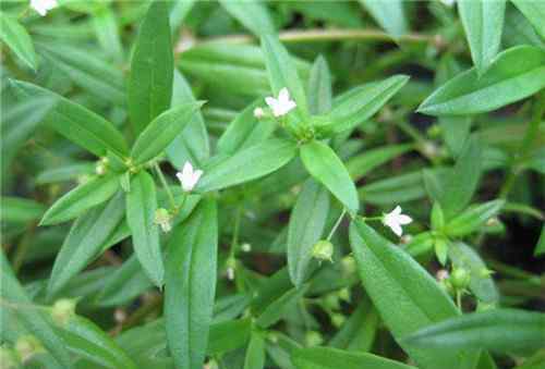 白花蛇舌草價(jià)格 白花蛇舌草價(jià)格貴不貴 白花蛇舌草可以泡水喝嗎